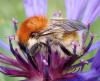 Bombus humilis quasimuscorum